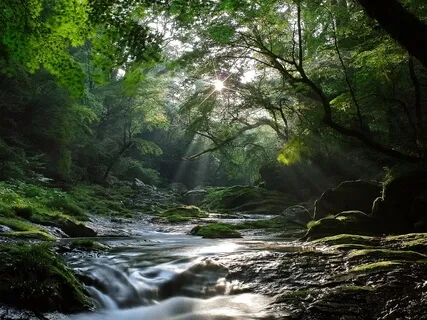 Forest Practice: 'Male Energy' Meditation 1