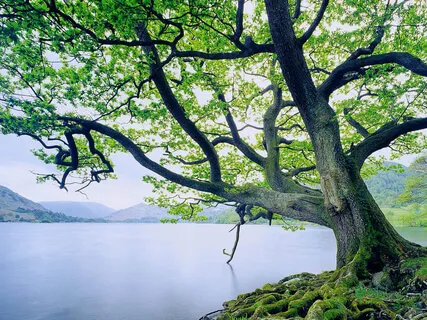 Forest Practice: 'Male Energy' Meditation 2