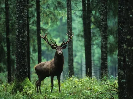 Forest Practice: 'Male Energy' Meditation 3