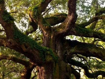 Forest Practice: 'Male Energy' Meditation 4