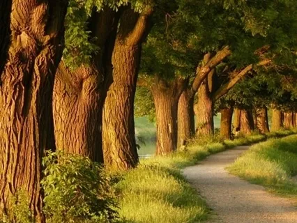 Forest Practice: 'Male Energy' Meditation 5