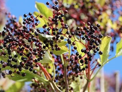 Forest Practice. 'Weight Reduction Assistance'. Meditation 2