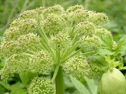 Forest Practice. 'Weight Reduction Assistance'. Meditation 3