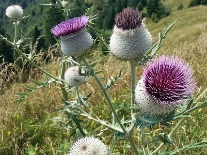 Forest Practice. 'Weight Reduction Assistance'. Meditation 4