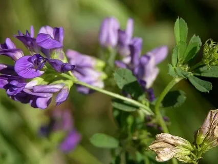 Forest Practice. 'Weight Reduction Assistance'. Meditation 5