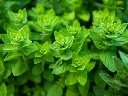 Forest Practice. 'Weight Reduction Assistance'. Meditation 6