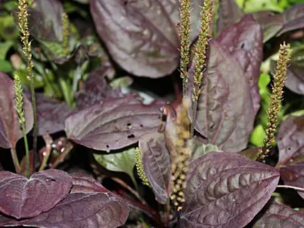 Forest Practice. 'Weight Reduction Assistance'. Meditation 7