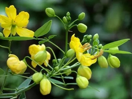 Forest Practice. 'Weight Reduction Assistance'. Meditation 8