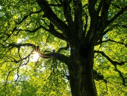 Forest Relaxation Visualization For Peace And Connection