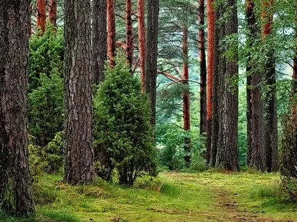 Forest Relaxation (With Music)