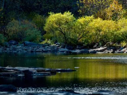 Forest Resonance: (432Hz) Tibetan Bowls With Nature Sounds