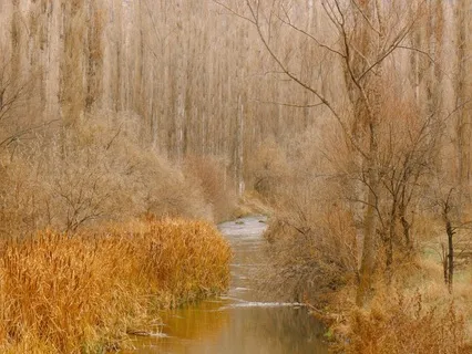 Forest Retreat Music For Stress Relief