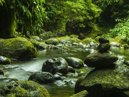 Forest River Tranquil Healing Nature Sounds