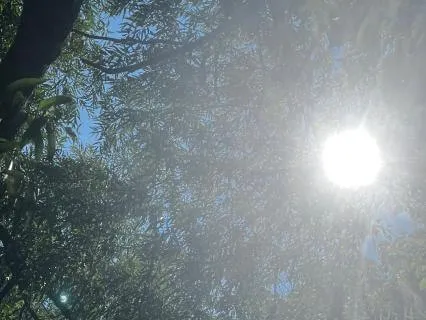 Forest Sanctuary: Calm The Mind