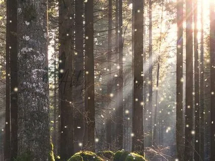 Forest Sanctuary For Calm