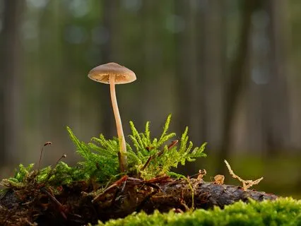 Forest Sanctuary - Sleep, Relax, Meditate