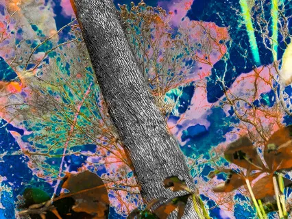 Forest Shaman - A Guided Meditation Adventure