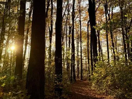 Forest Sleep Meditation: A Journey Into Deep Rest