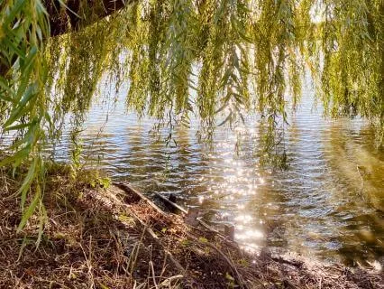 Forest Sleep Meditation