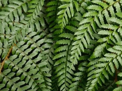 Forest Sounds: 8-Hour Sleep Soundscape