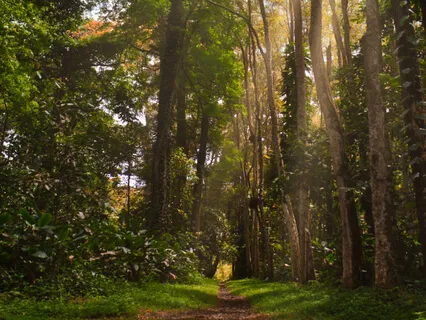 Forest Sounds Droning Vibrations