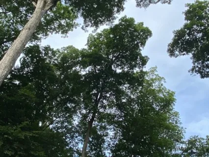 Forest Sounds Guided Meditation