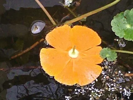 Forest Sounds Including Birds