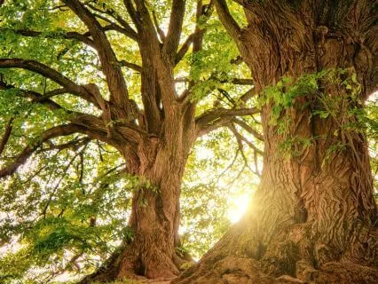 Forest Sounds To Reduce Stress And Relax