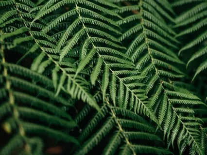Forest Sounds With Soft Rains & Gentle Winds
