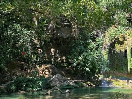 Forest Spring Bathing