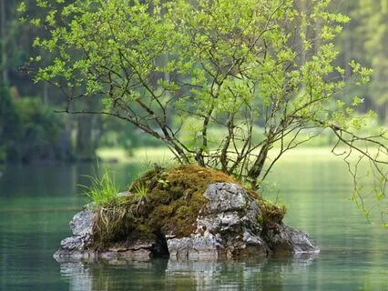 Forest Stillness