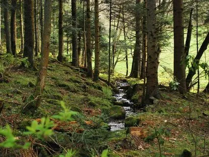 Forest Stream Ambient Sounds