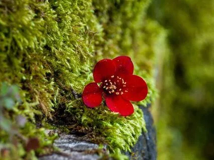 Forest Stream Escape: Water & Nature Sounds for Relaxation