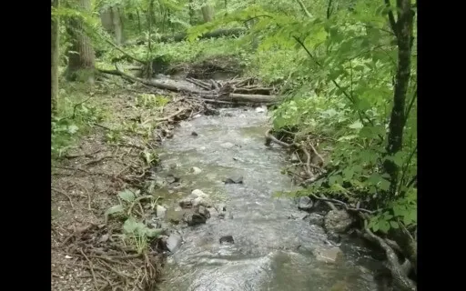Forest Stream In The Rain Sounds From Nature