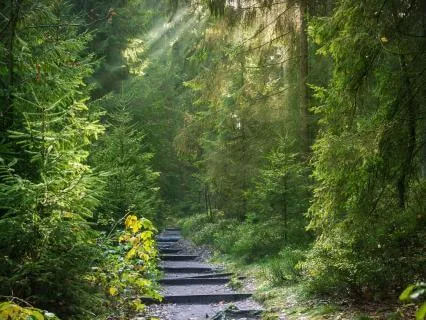 Forest Stream Meditation For Calm & Relaxation (7 Min)