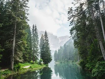 Forest Stream Serenity: A Guided Relaxation