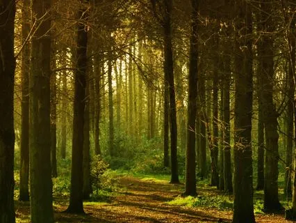 Forest Stroll Tranquility