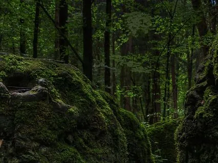 Forest Temple: Yoga Nidra For Rest & Inner Clarity