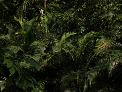 Forest Theta Meditation