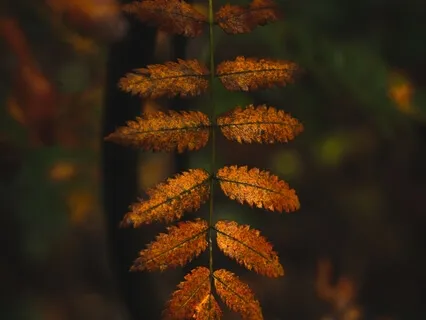 Forest Visualization For Deep Sleep, Relaxation & Calm