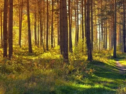 Forest Visualisation