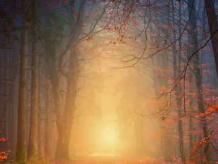 Relaxing Forest Visualization