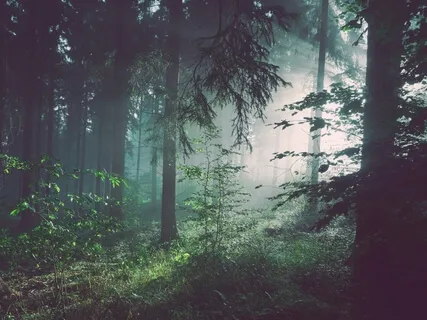 Forest Walk: Expressing Your Inner Creativity