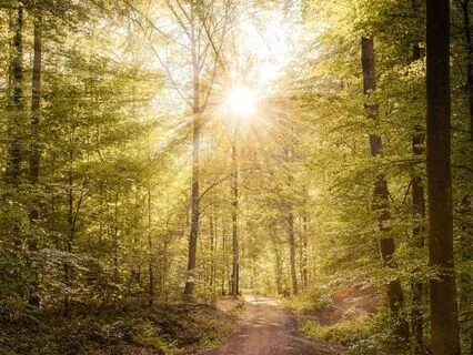 Forest Walk For Renewal