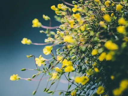 Forest Walk Meditation