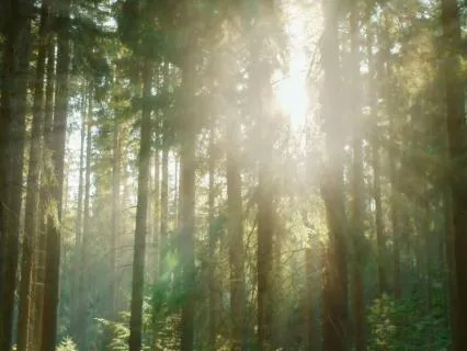 Forest Walk Meditation