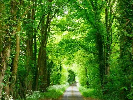 Forest Walk Sleep Story