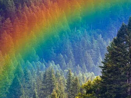 Forest Walk Thru The 7 Chakras