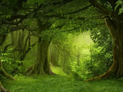 Forest Walk - To Sleep