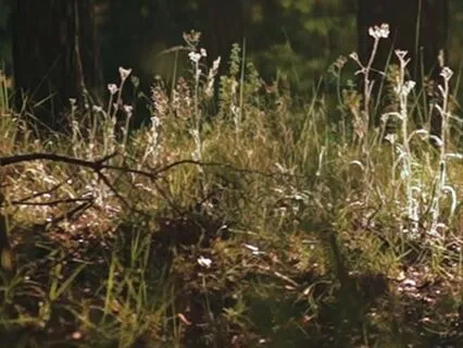 Forest Walk To Sleep